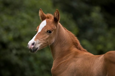Portrait of a thoroughbred Arabian filly