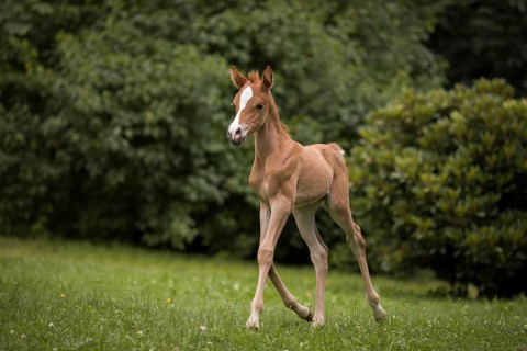 Thoroughbred Arabian filly in the countryside
