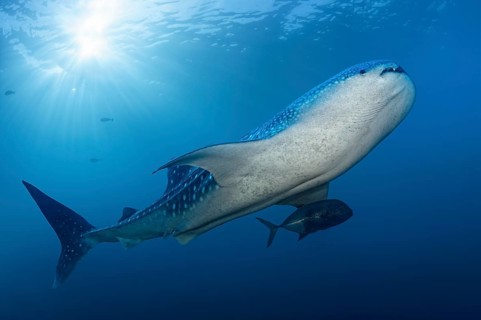 Whale shark (Rhincodon typus) swimming against the light