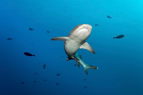 Whitetip reef shark (Triaenodon obesus) from below