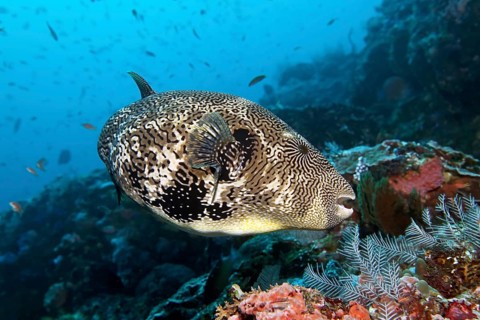 Map pufferfish (Arothron mappa)