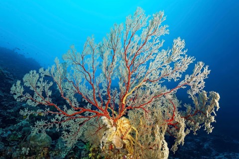 Great Melithaea Gorgonia (Melithaea sp.) Great Barrier Reef