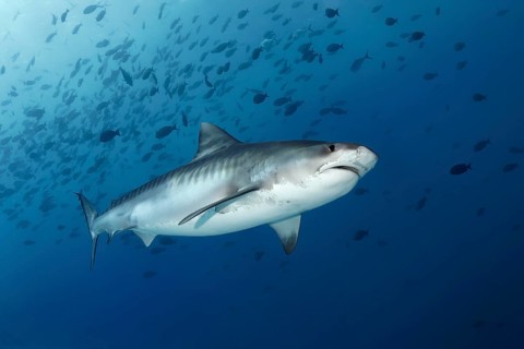 Tiger Shark (Galeocerdo cuvier)
