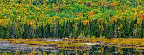 Autumn forest reflected in lake near La Minerve Laurentians Quebec Canada