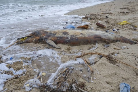 Dead Dolphin washed up on the sandy beach is surrounded by plastic garbage