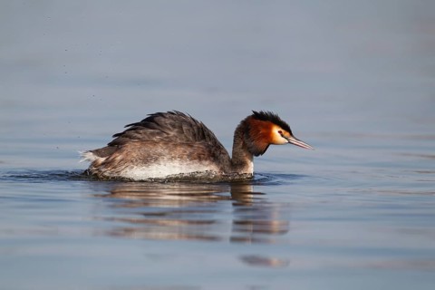 Great crested grebe (Podiceps cristatus) adult bird swimming on a lake