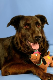 Black shepherd and hovawart crossbreed