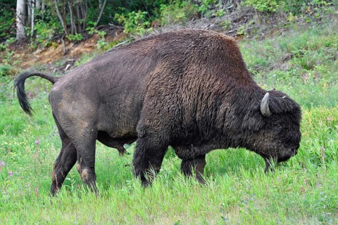 North American Wood bison (Bison bison athabascae)