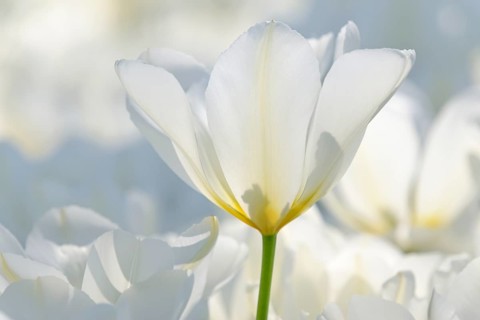 Tulips (Tulipa)