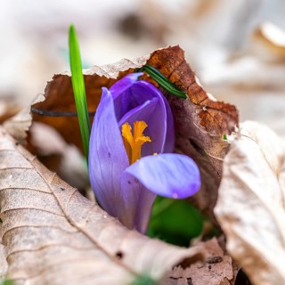 Crocus (Crocus) squeezes through dry leaves