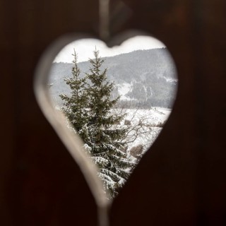 Snowy conifer