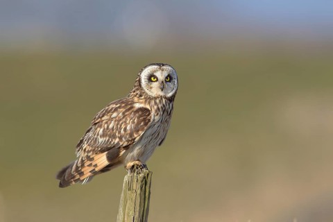 Short-eared owl (Asio flammeus) sitting on fence post