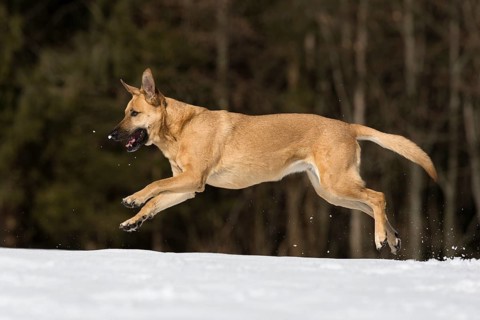 Mixed breed dog
