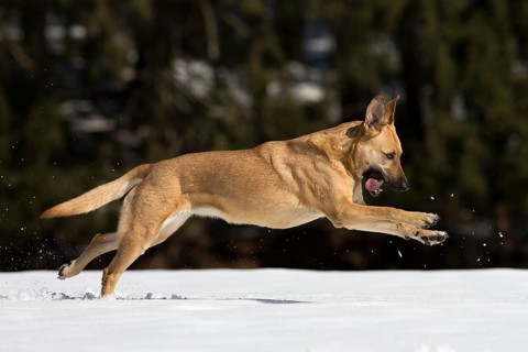 Mixed breed dog