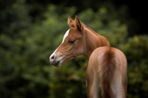 Portrait of a thoroughbred Arabian filly