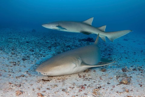 Two Tawny nurse shark (Nebrius ferrugineus)