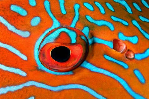 Highfin coralgrouper (Plectropomus oligacanthus)