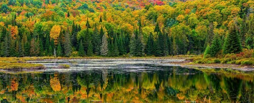 Autumn forest reflected in lake near La Minerve Laurentians Quebec Canada