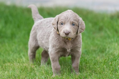 Longhair Weimaraner