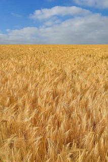 Barley (Hordeum vulgare)