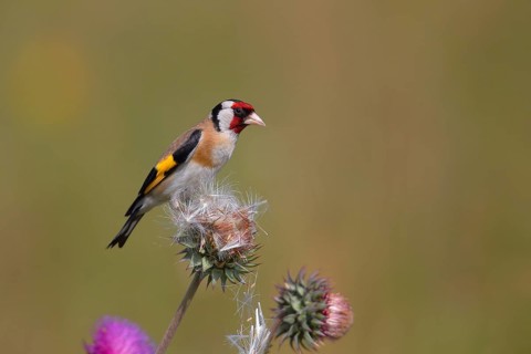 European goldfinch (Carduelis carduelis) sitting on a thistle (Carduus nutans)