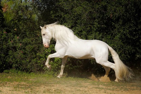 Spanish grey stallion on the move