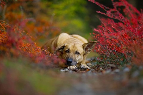 Mongrel dog