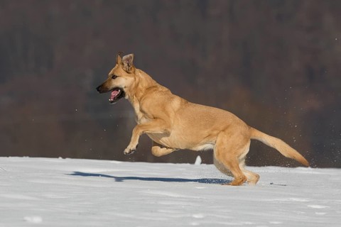 Mixed breed dog