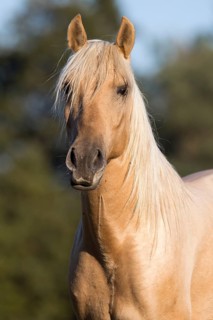 Portrait Iberian young stallion in Isabell color in autumn