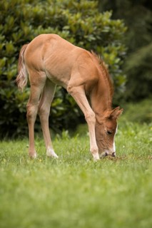 Arabian horse foal eats horse droppings