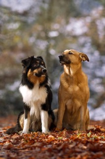 Australian Shepherd male and mixed-breed female in autumn foliage