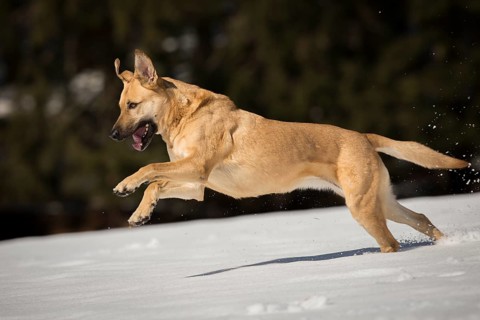 Mixed breed dog