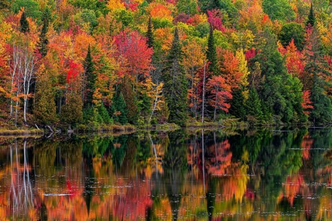 Autumn forest reflected in lake near La Minerve Laurentians Quebec Canada