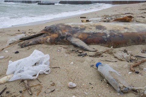 Dead Dolphin washed up on the sandy beach is surrounded by plastic garbage