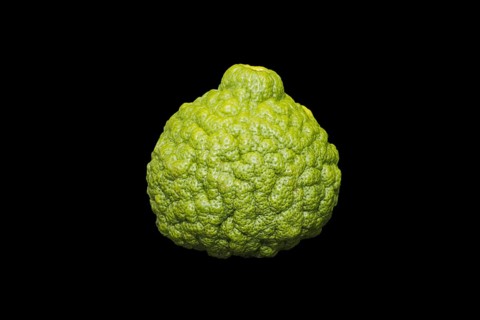 Kaffir lime (Citrus hystrix)