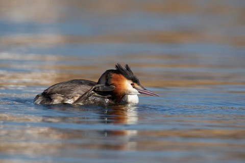 Great crested grebe (Podiceps cristatus) adult bird preening itself on a lake