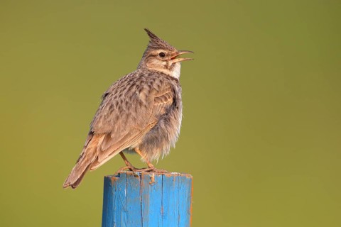 Crested lark (Galerida cristata) sitting on blue post