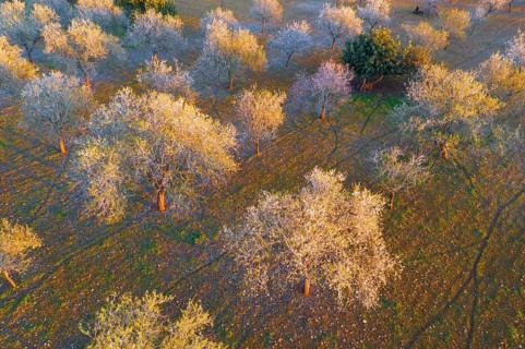 Almond blossom