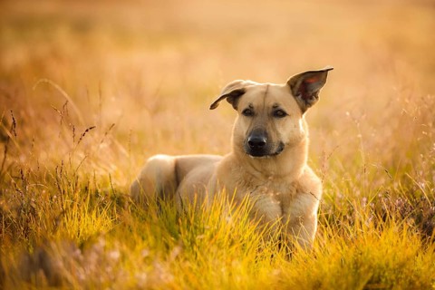 Mongrel dog