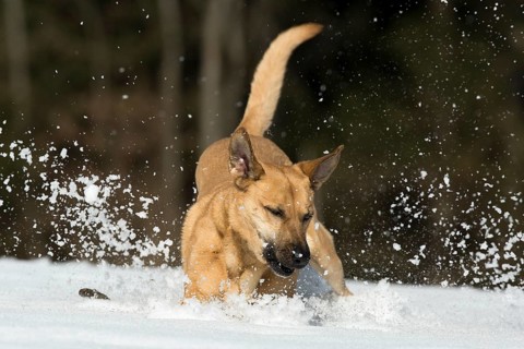 Mixed breed dog