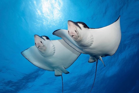 Two Spotted eagle rays (Aetobatus narinari) swimming against the light