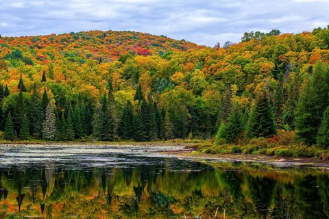 Autumn forest reflected in lake near La Minerve Laurentians Quebec Canada