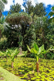 Water Banana Palms (Typhonodorum lindleyanum)