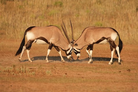 Spitbuck Oryx Antelope (Oryx gazella)