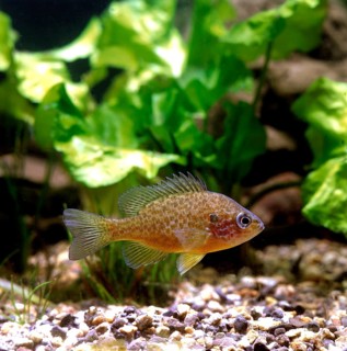 Pumpkinseed