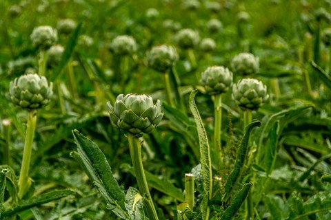 Field of artichokes