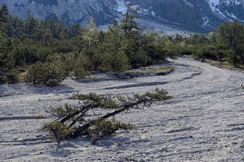 Mountain pine (Pinus mugo)