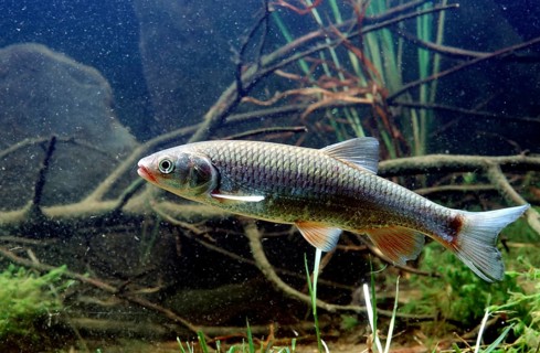 European Chub (Leuciscus cephalus)