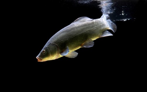 Tench or doctor fish (Tinca tinca)
