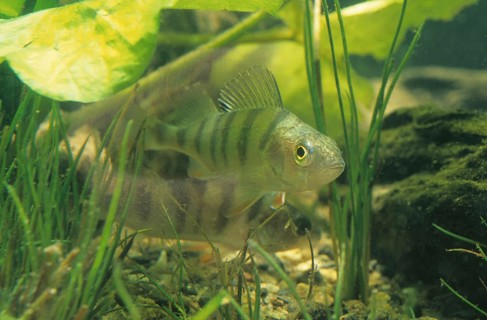 European perch
